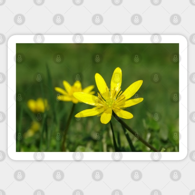 Lesser Celandine on the level Sticker by AH64D